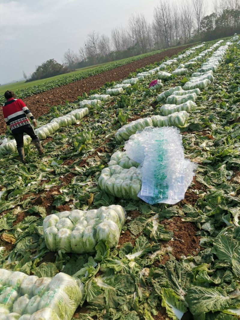 新野优质黄心白菜毛菜净菜散装袋装无虫眼,无烧心。产地直