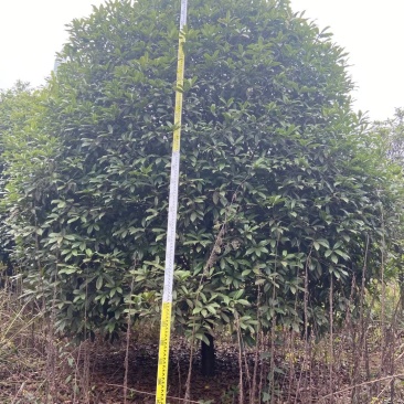 精品桂花树（八月桂）