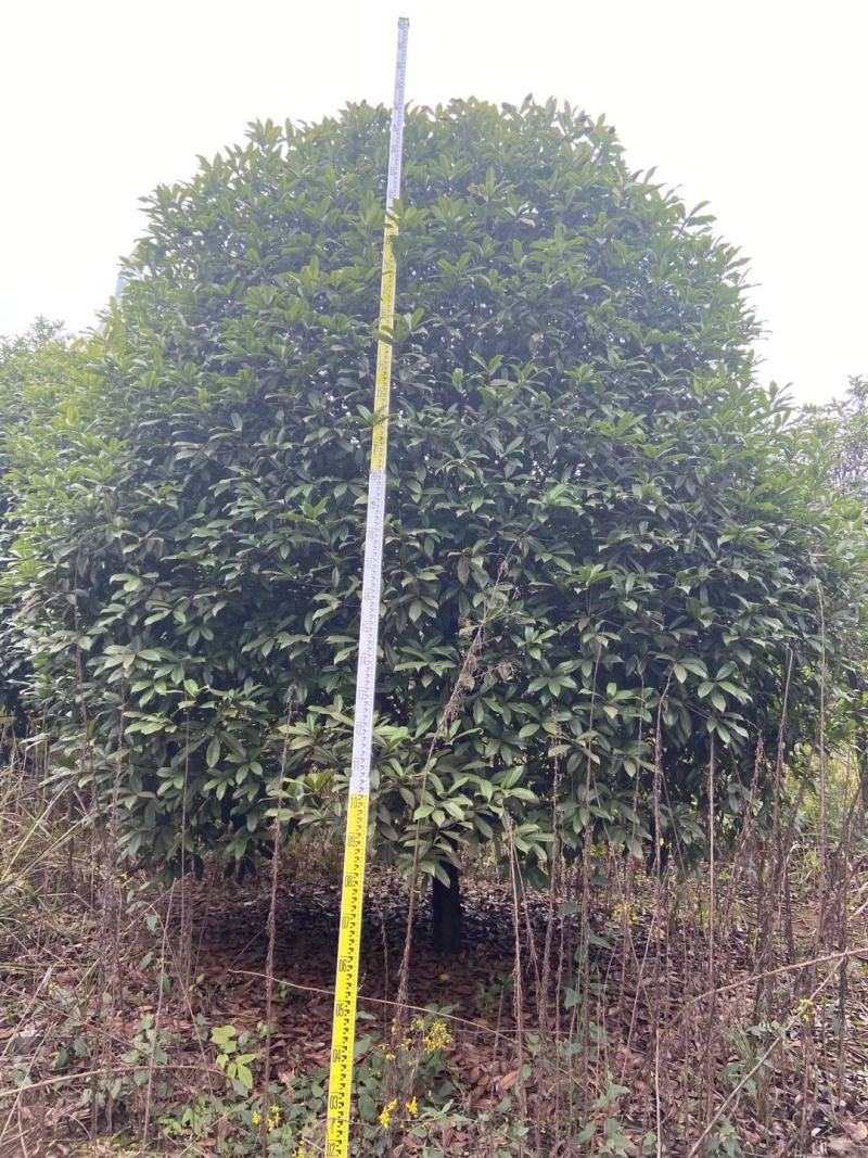 精品桂花树（八月桂）
