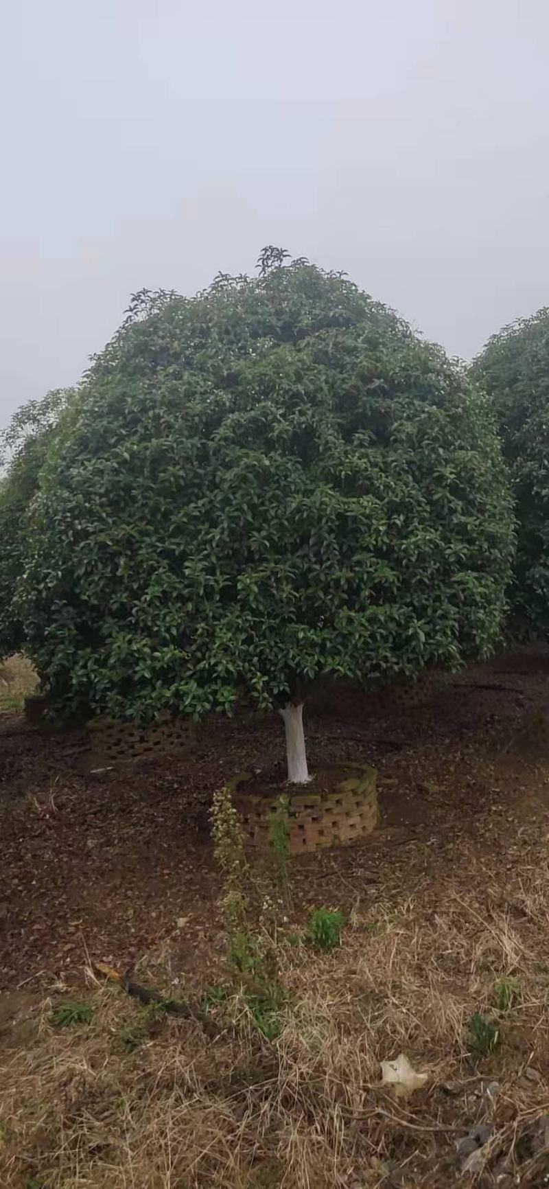 精品桂花树（八月桂）