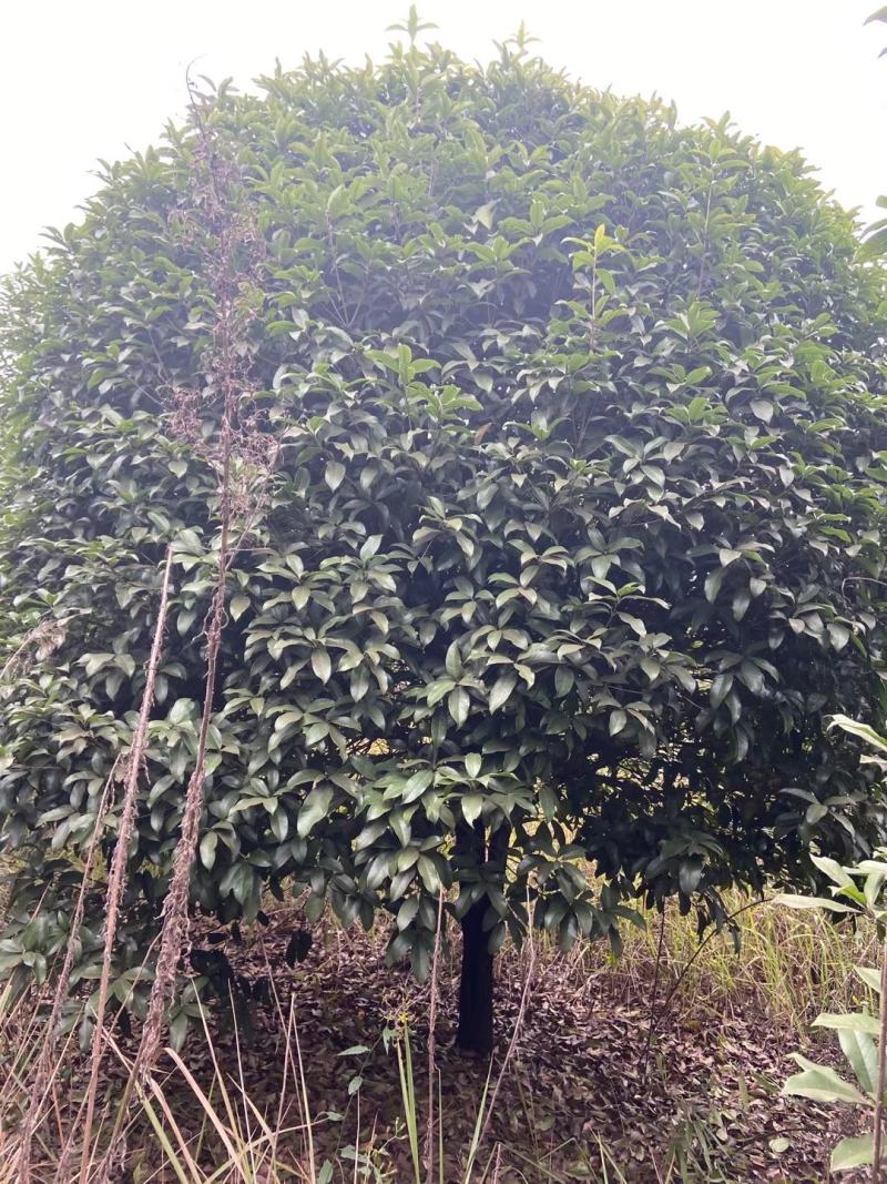 精品桂花树（八月桂）