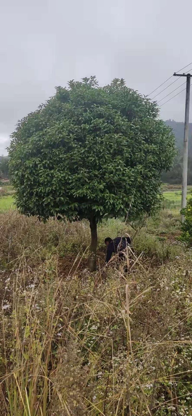 精品桂花树（八月桂）