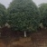 精品桂花树（八月桂）