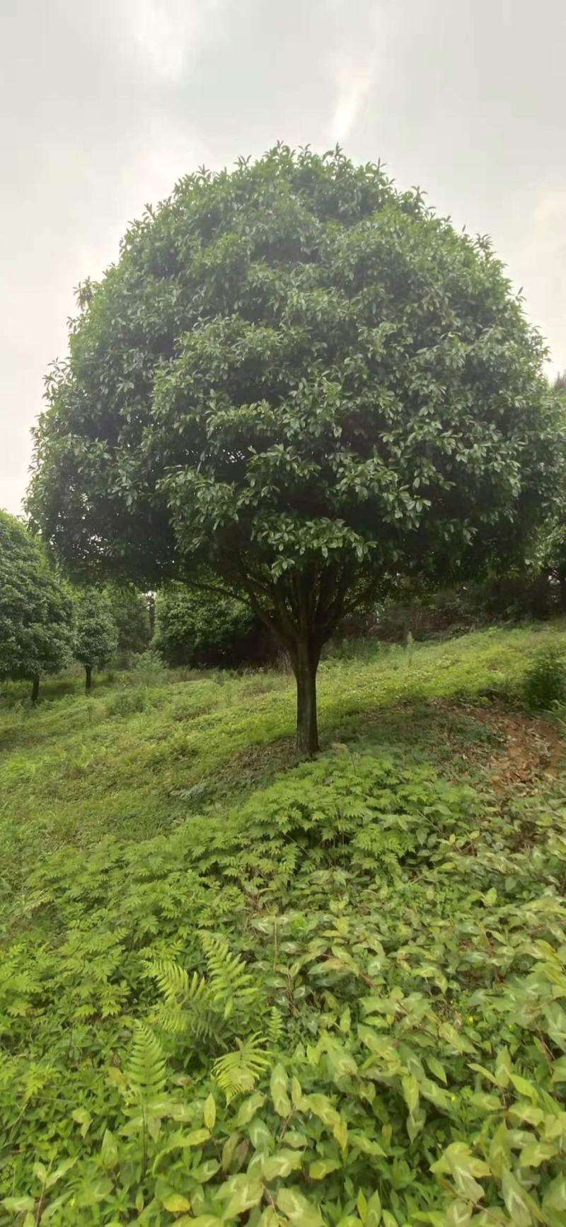 精品桂花树（八月桂）