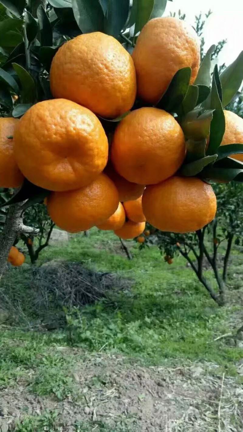 【热销】椪柑大量供应，价钱实惠，欢迎咨询，随行就市