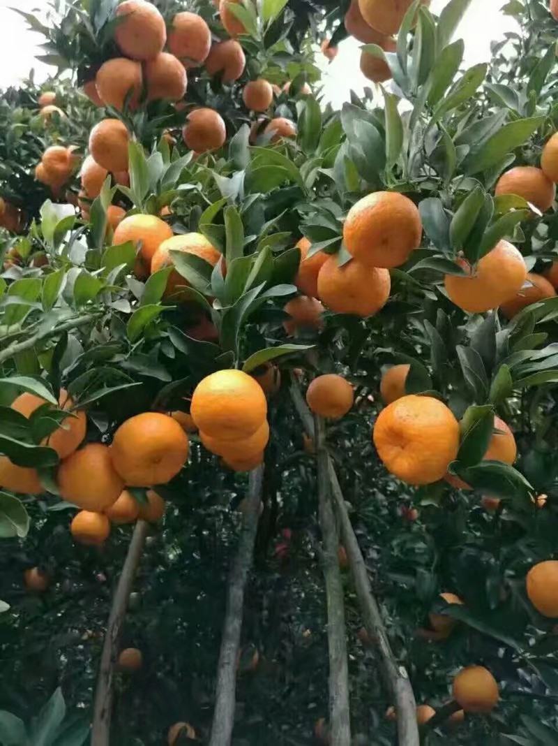 【热销】椪柑大量供应，价钱实惠，欢迎咨询，随行就市