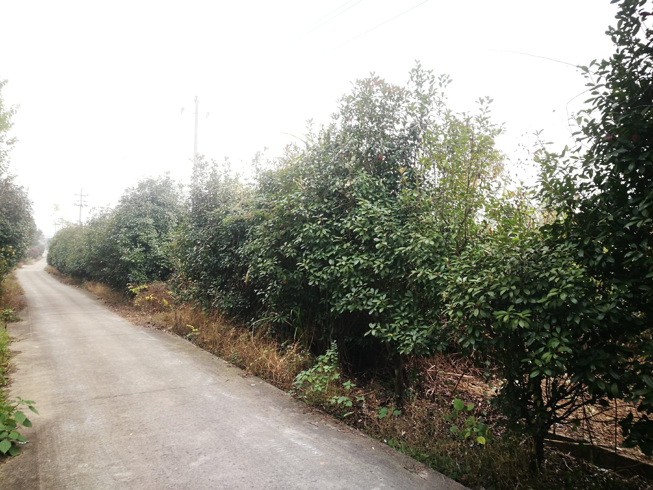 航拍视角下的双向六车道城市主干道,两侧各三排行道树整齐列植,均为树高8–10米、冠幅6–7米的健壮五角枫;正值10月下旬盛秋,树叶呈现大面积金黄与火红色块交织状态,形成强烈视觉引导线;树下配置灰色透水砖人行道与低矮宿根花卉带,整体景观整洁有序,体现高标准市政绿化水平 城市主干道两侧列植的成熟五角枫行道树