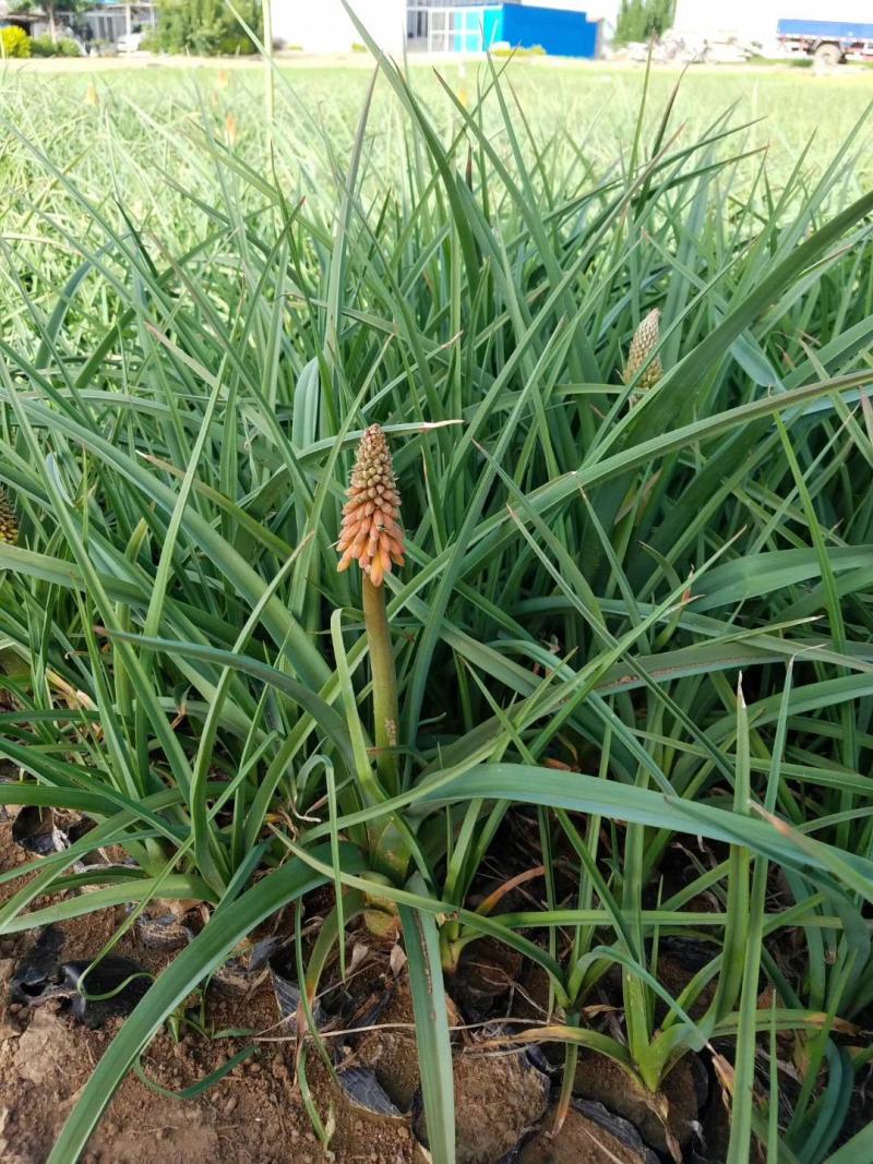 火炬花，山东火炬花，火炬花基地，火炬花苗，