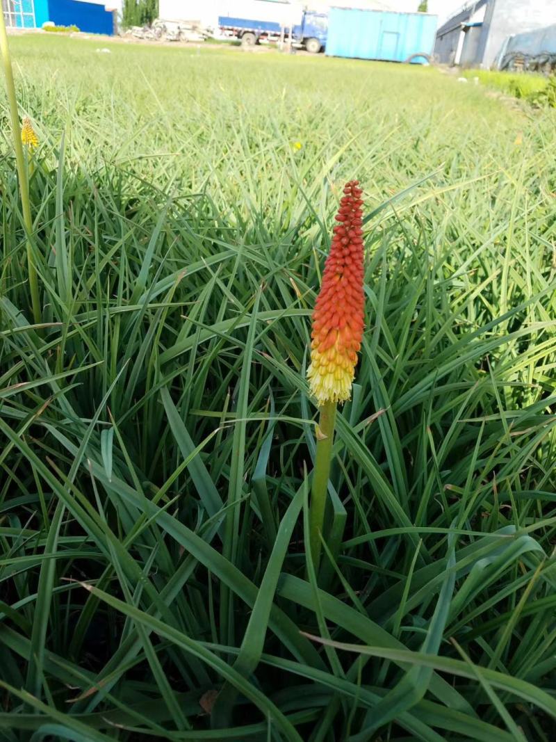 火炬花，山东火炬花，火炬花基地，火炬花苗，