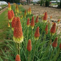 火炬花，山东火炬花，火炬花基地，火炬花苗，