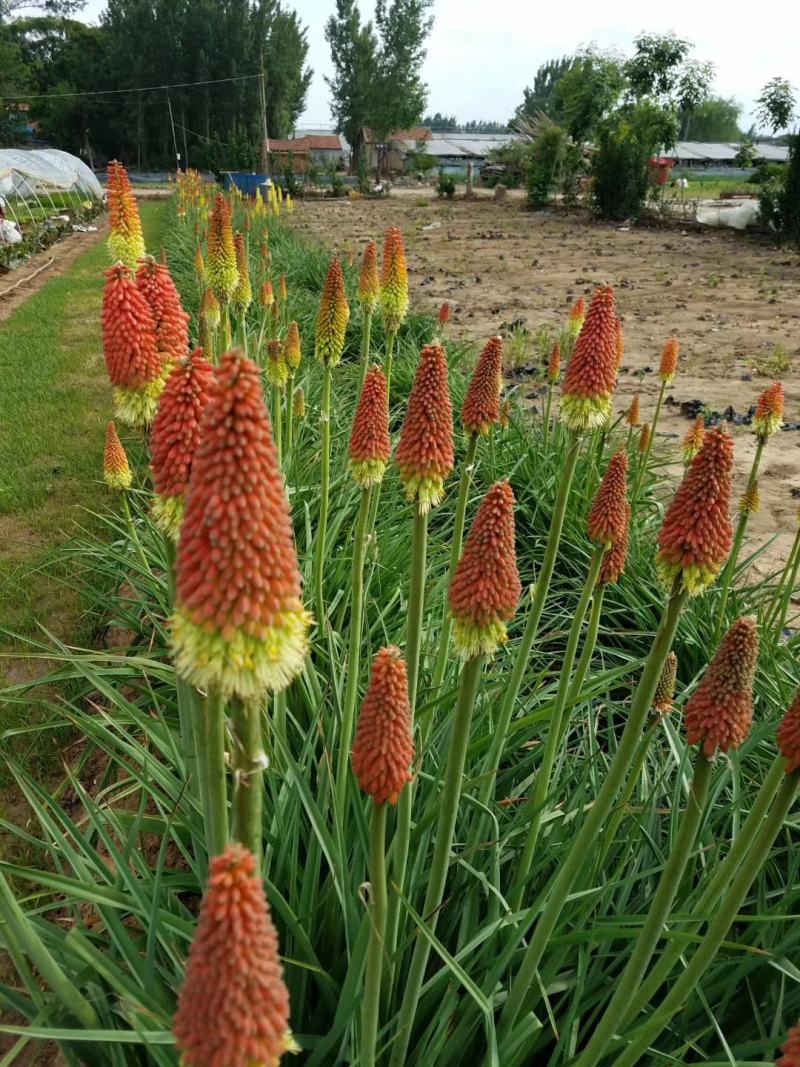 火炬花，山东火炬花，火炬花基地，火炬花苗，