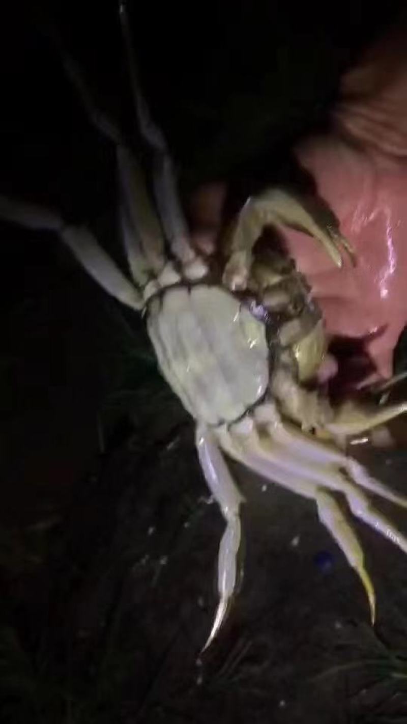 蟹苗，河道蟹苗长期大量有货