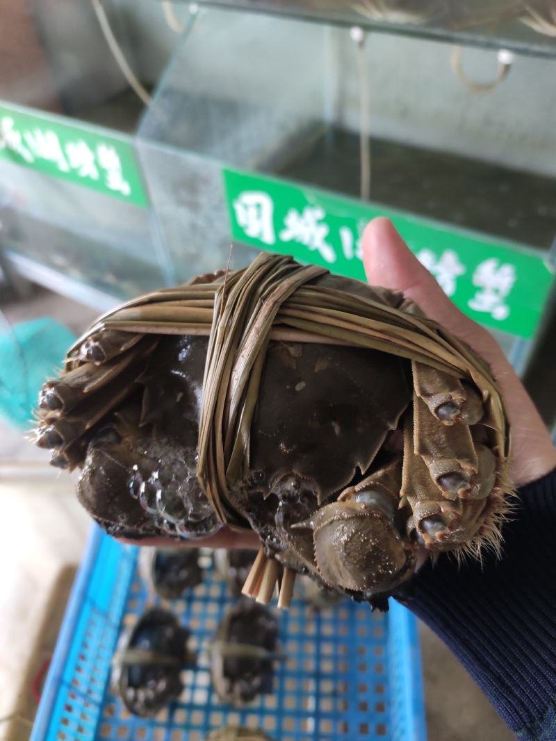 蟹苗，河道蟹苗长期大量有货