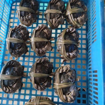 蟹苗，河道蟹苗长期大量有货