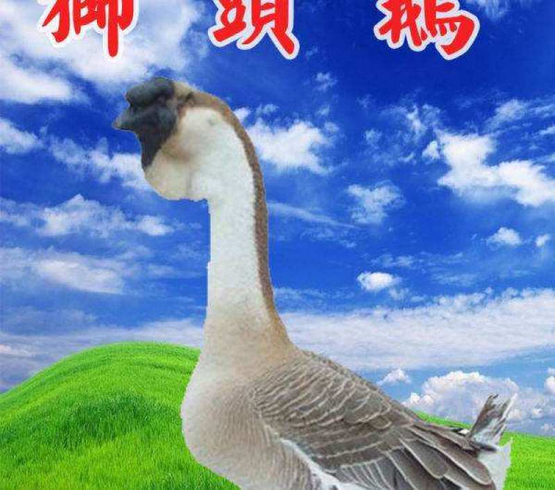 狮头鹅苗幼苗杂交白狮头鹅苗纯种灰狮头鹅受精种蛋批发