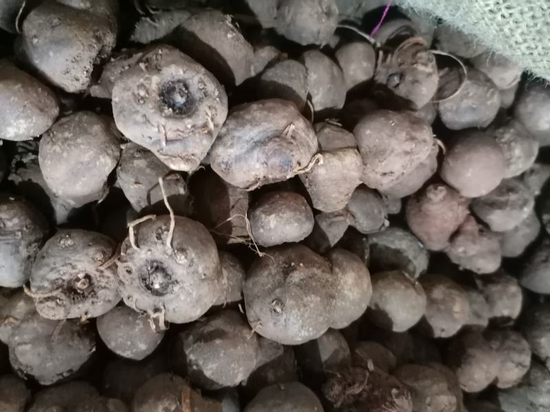 大量有货，花魔芋种子，免费提供种植技术，签保底回收合同