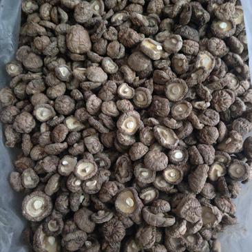 干香菇冬菇新货厚菇包邮产地直发陕南香菇。