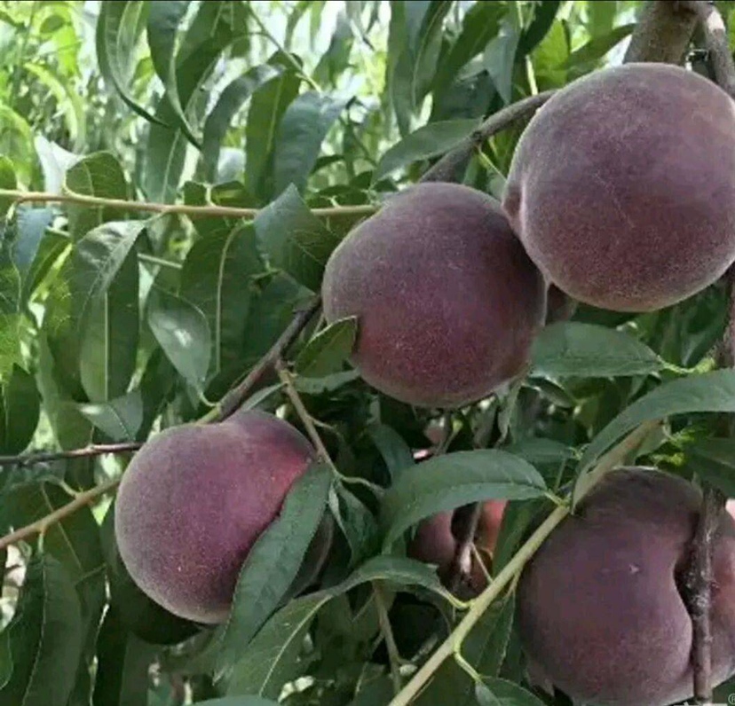 展示一颗成熟黑柑橘的自然状态,果皮呈深紫色或接近黑色 黑柑橘外观展示