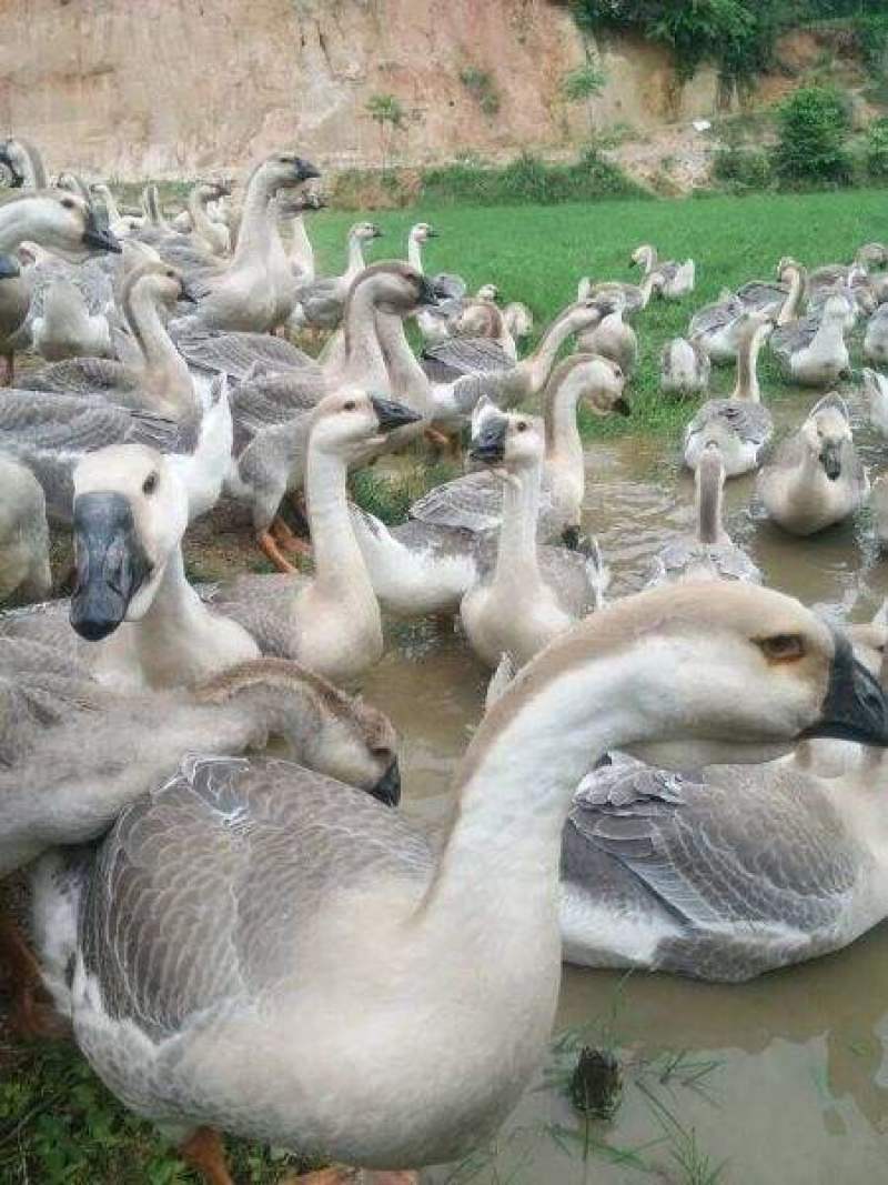 纯种白狮头鹅苗广东汕头狮头鹅苗白狮头鹅苗大鹅苗幼苗