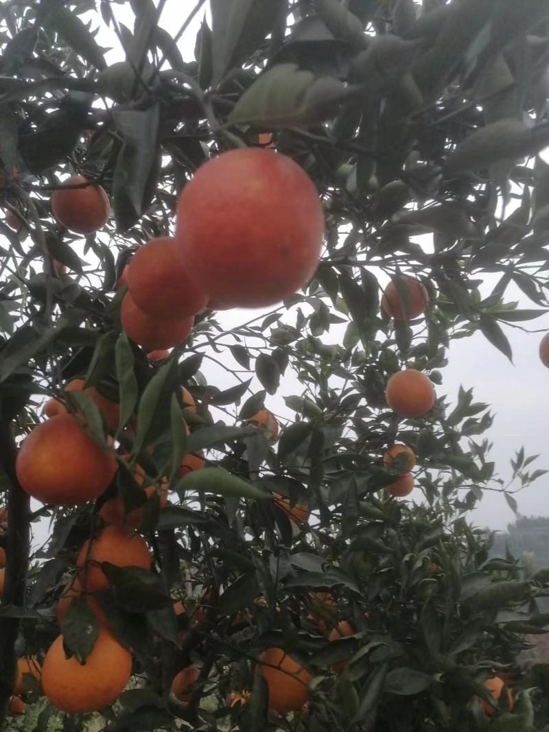 四川塔罗科红肉血橙。橙子，口感好纯甜，要的老板到基地考察
