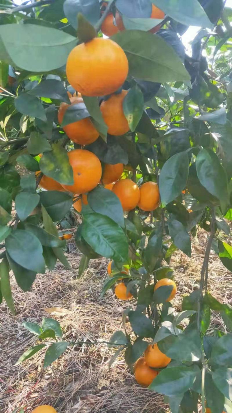 四川塔罗科红肉血橙。橙子，口感好纯甜，要的老板到基地考察
