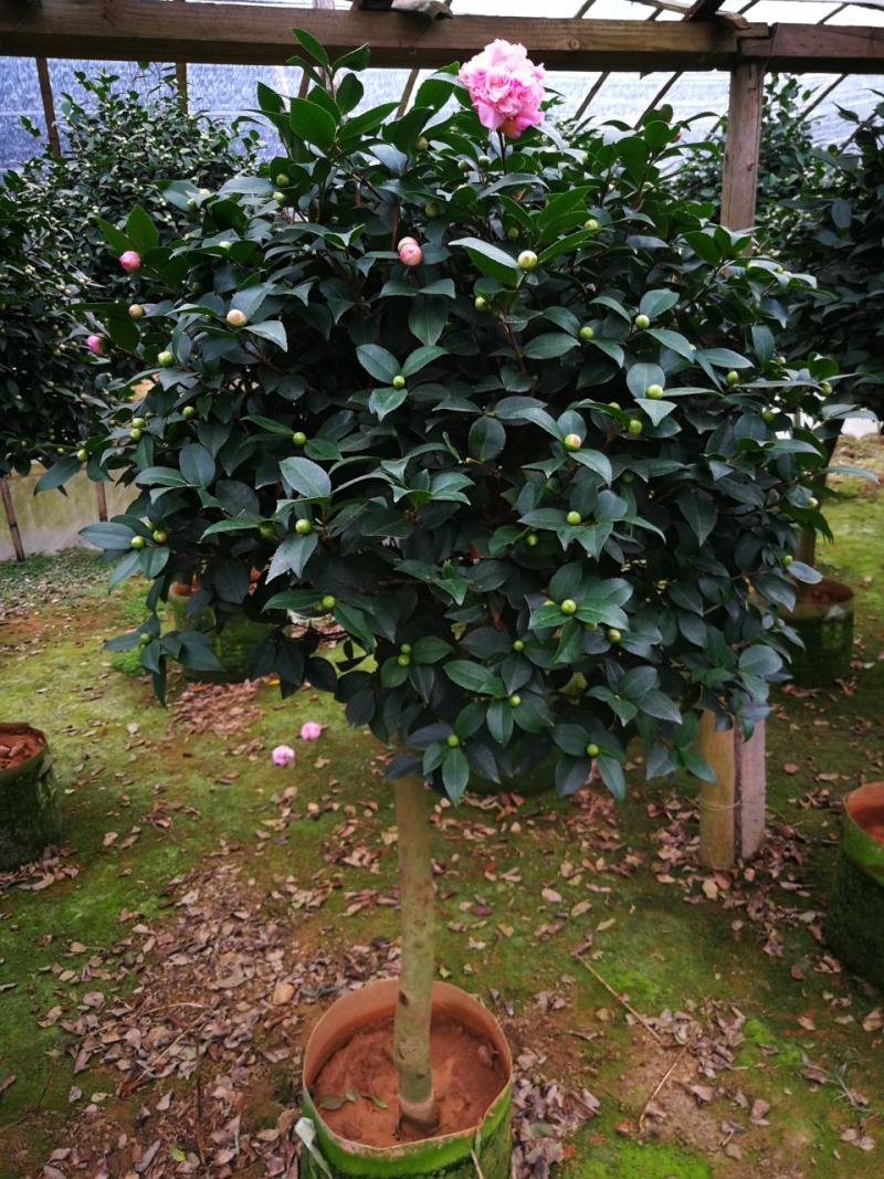 香妃茶花盆栽烈香妃茶花水茶花盆栽香茶花花卉香妃茶花