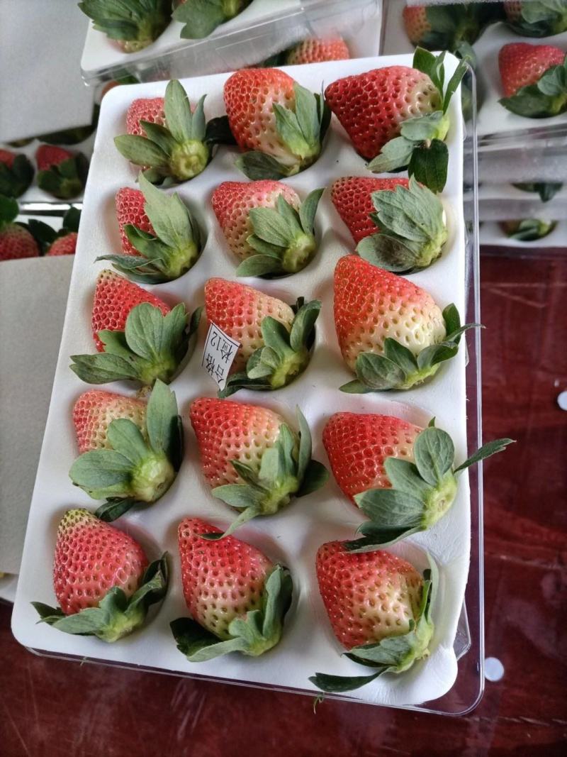 双流冬草莓盒装PT盒透明盒可零售烘焙草莓航空物流夏草莓