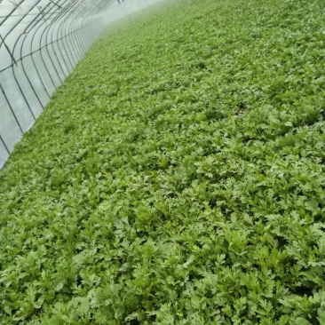 精品茼蒿菜鲜嫩水灵日供五千斤保质保量可长期供货
