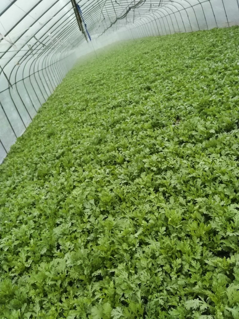 精品茼蒿菜鲜嫩水灵日供五千斤保质保量可长期供货