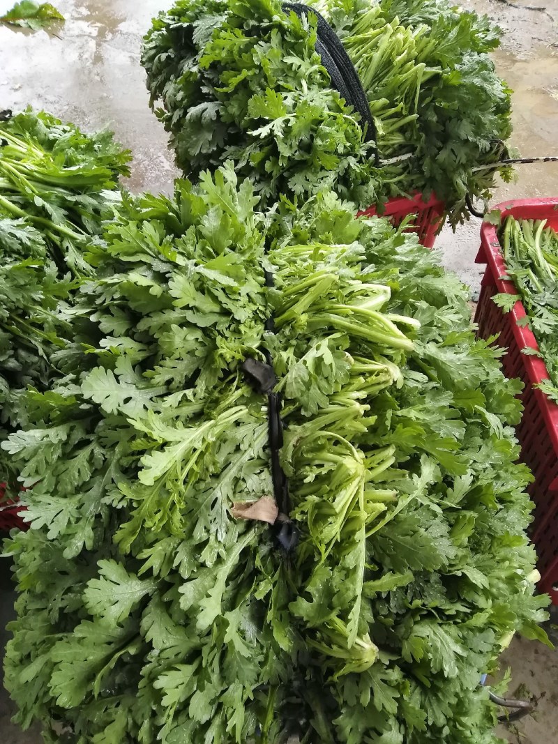 精品茼蒿菜鲜嫩水灵日供五千斤保质保量可长期供货