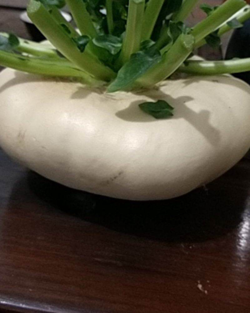 玉环江江盘菜批发，