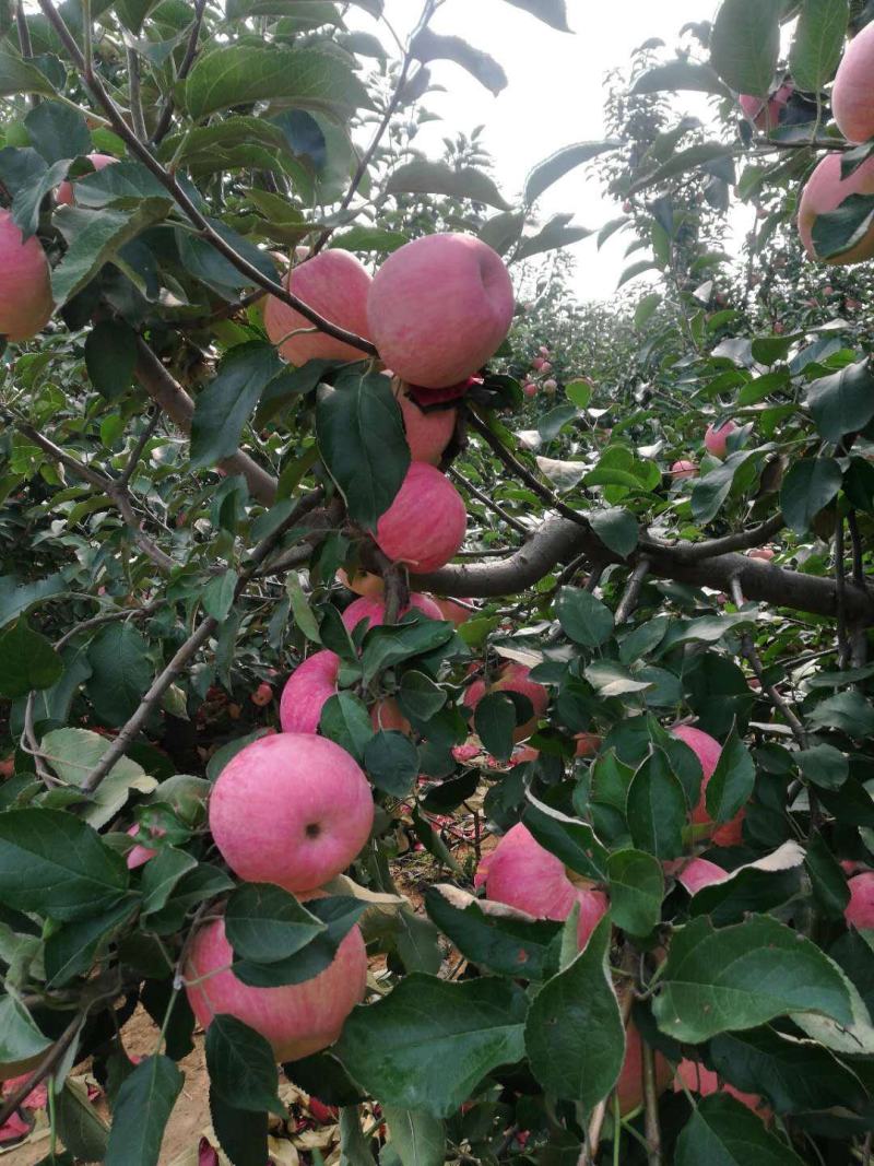 山坡精品苹果产地。货是真好口感甜。