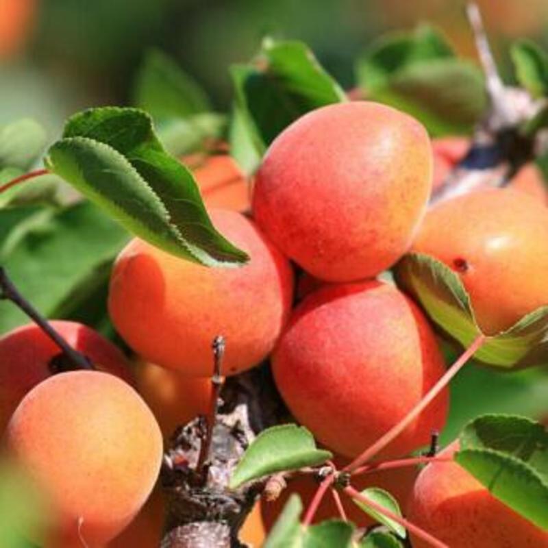 杏树嫁接苗特大甜盆栽地栽南北方可种植当年挂果