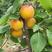 杏树嫁接苗特大甜盆栽地栽南北方可种植当年挂果