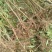 河南万亩毛桃苗基地，大量出售0.8到2公分，高一米到两米