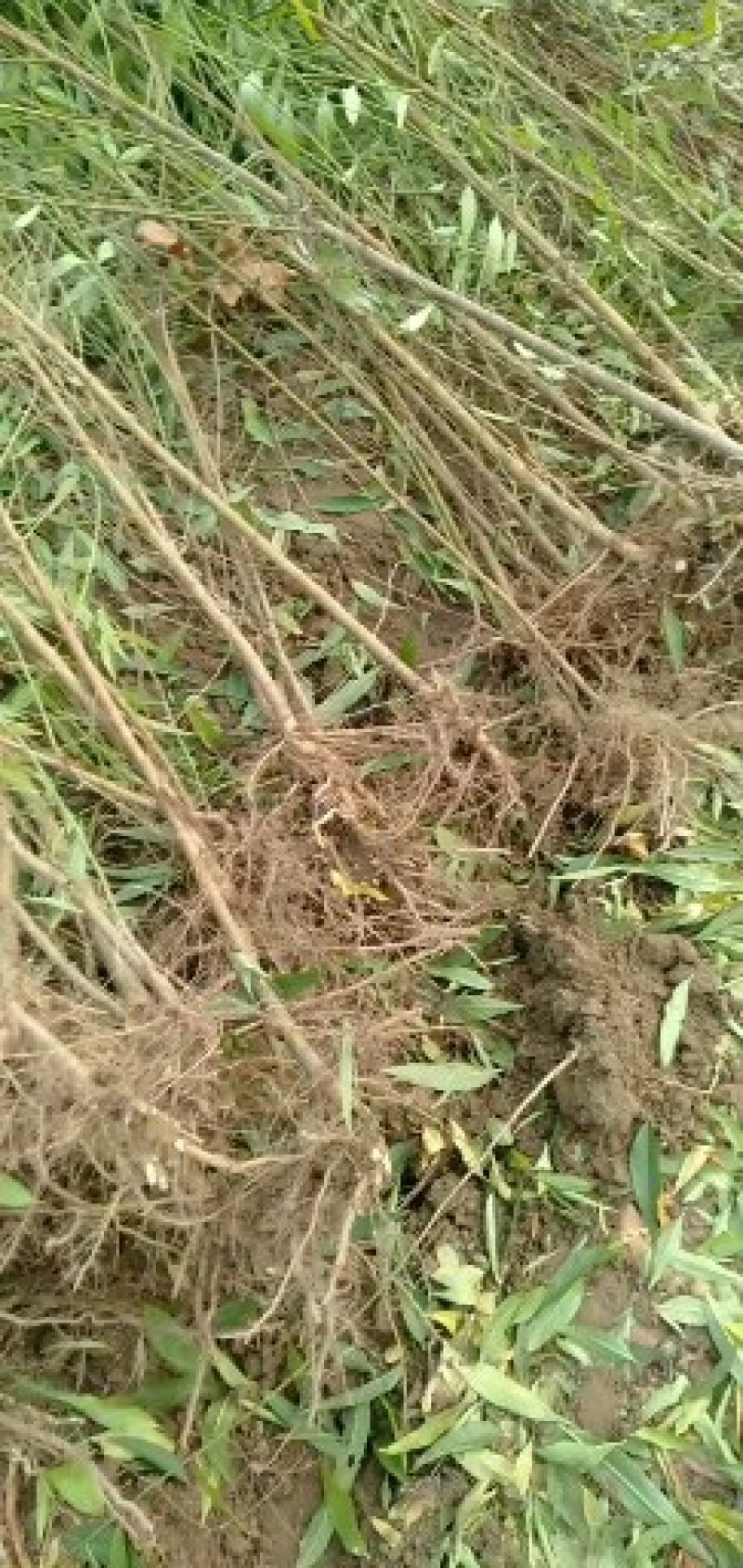河南万亩毛桃苗基地，大量出售0.8到2公分，高一米到两米