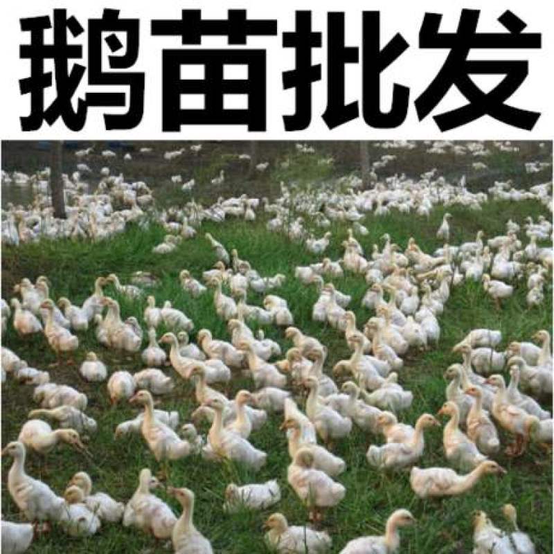 大白鲨鹅苗灰鹅苗活苗大白鹅苗活体大三花杂交鹅包活