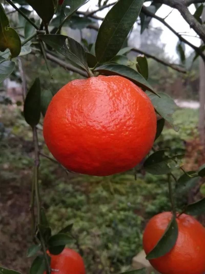 世纪红柑橘苗，颜色红润，甜度高，基地直供