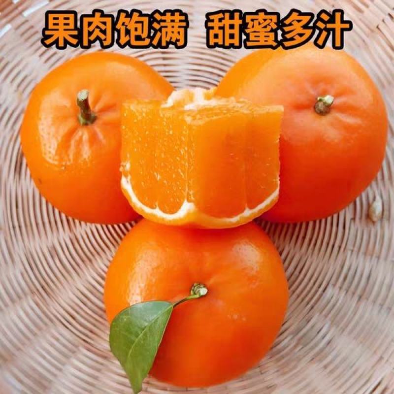 世纪红柑橘苗，颜色红润，甜度高，基地直供