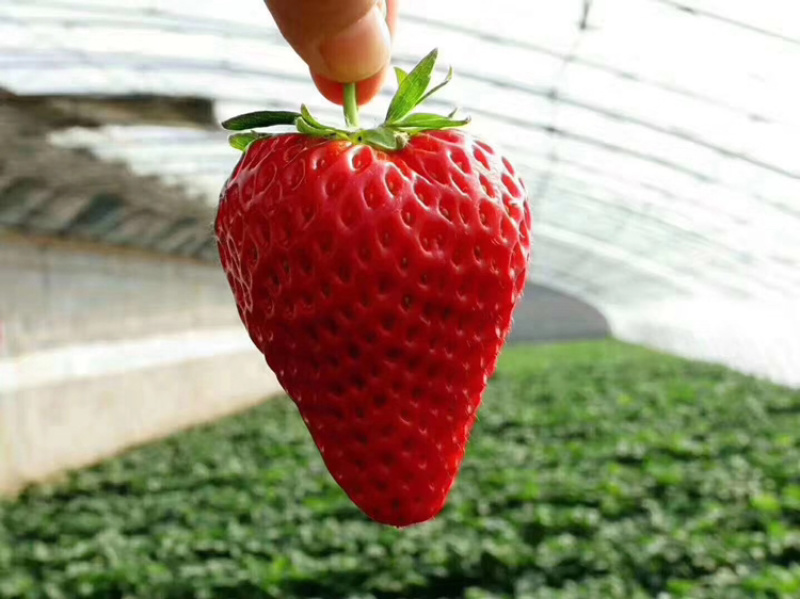 山东青岛甜宝白雪淡雪草莓🍓