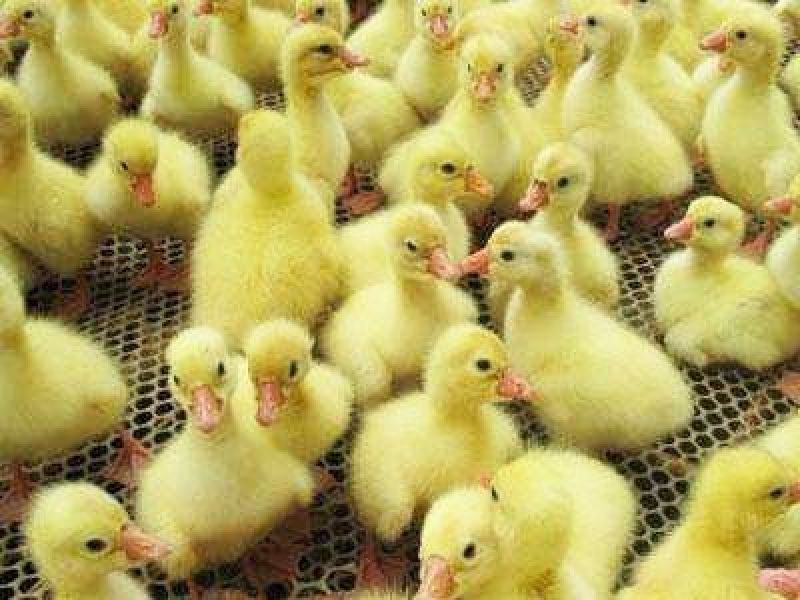 纯种四季鹅苗幼苗活体泰州鹅苗蛋鹅苗大品种肉鹅苗出售