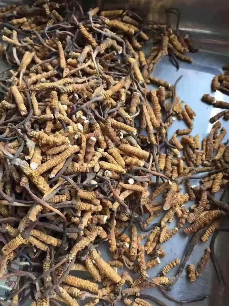 虫草西藏那曲野生新纯肉断草正宗肉节断草假一赔十。
