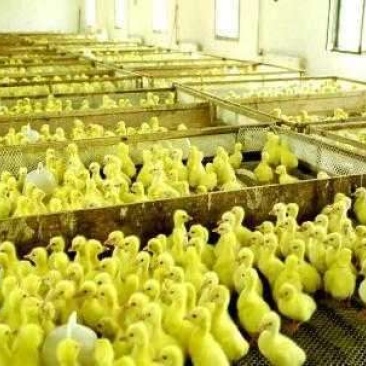 白鹅苗幼苗孵化场直销大品种杂交鹅苗浙东鹅苗活体回收