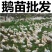 纯种五龙鹅苗出售豁眼鹅苗高产蛋鹅苗杂交鹅苗活体包邮