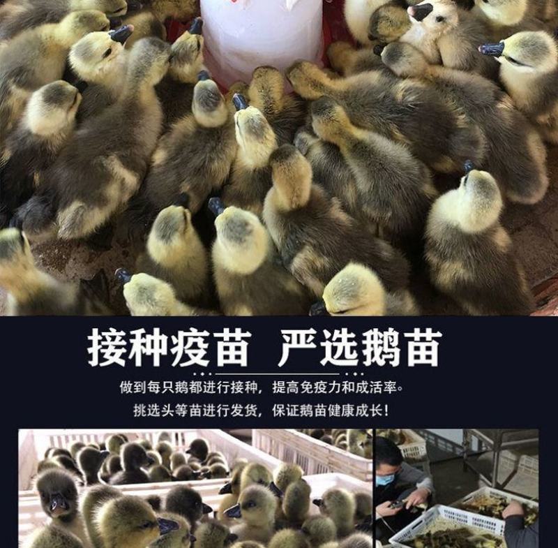 正宗狮头鹅苗批发企业店铺认证安全有保障