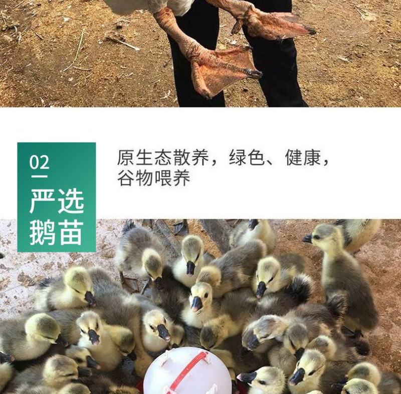 正宗狮头鹅苗批发企业店铺认证安全有保障