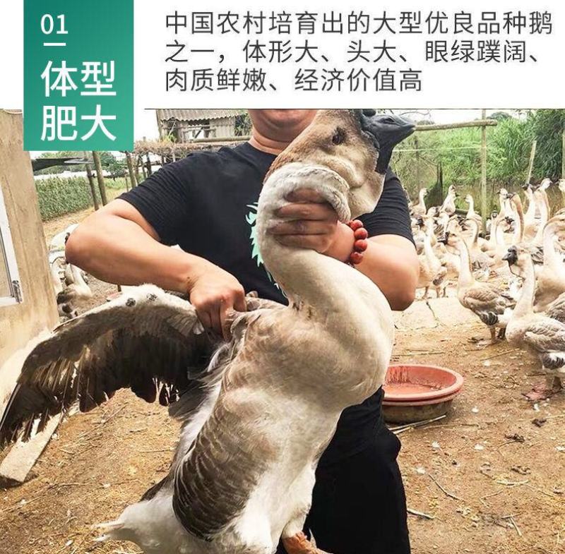 正宗狮头鹅苗批发企业店铺认证安全有保障