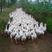 合同养鹅大品种肉鹅苗包技术包回收大鹅鹅苗养殖