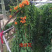 炮仗花精品漳州基地低价批发直销