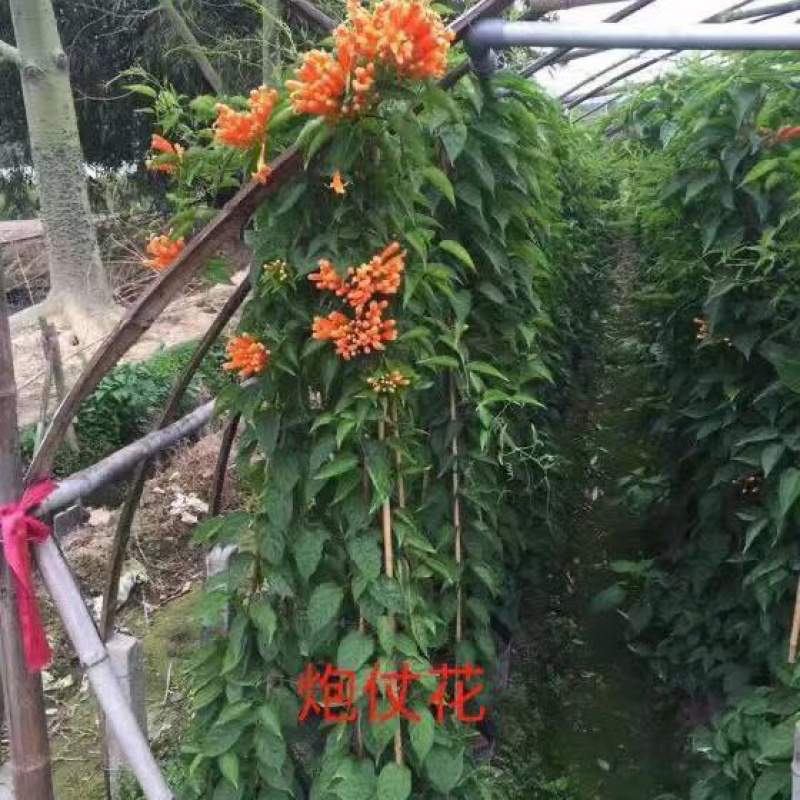 炮仗花精品漳州基地低价批发直销